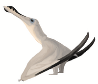 Artists reconstruction of the Pterosaur, Anhanguera. By Matt Martyniuk (Creative Commons)